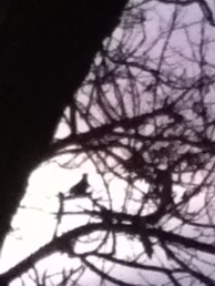 solstice blackbird